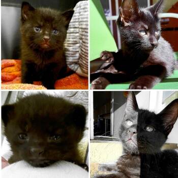 Domestic Short Hair Cats Available for Adoption in Clearwater, Florida - King Tut | PetCurious