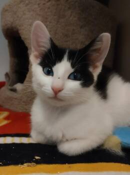 Rescue Domestic Short Hair Cats for Adoption in Washburn, Wisconsin - Mabel | PetCurious