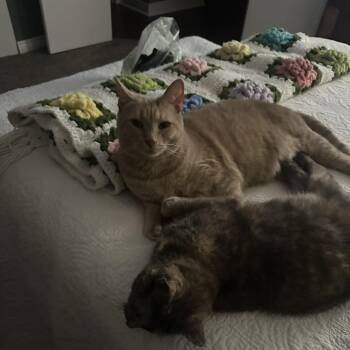 Domestic Short Hair Cats Available for Adoption in South Elgin, Illinois - Marty - Home To Home | PetCurious