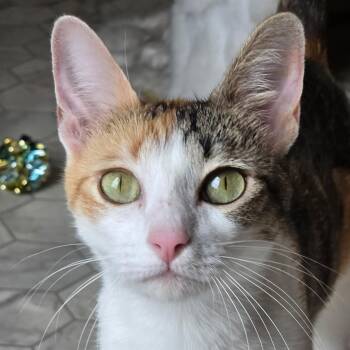 Chloe -  Domestic Short Hair Cat for Adoption in Renton, Washington - Chloe | PetCurious