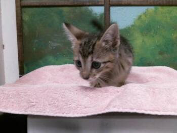 BETANY -  Domestic Short Hair Cat for Adoption in Houston, Texas - BETANY | PetCurious