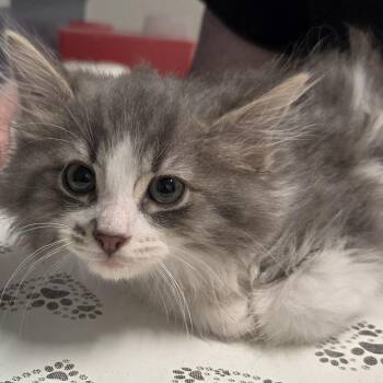 Gandalf -  Domestic Medium Hair Cat for Adoption in Kennebunk, Maine - Gandalf | PetCurious