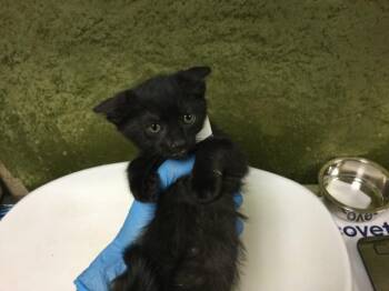 NEVADA -  Domestic Short Hair Cat for Adoption in Riverside, California - NEVADA | PetCurious