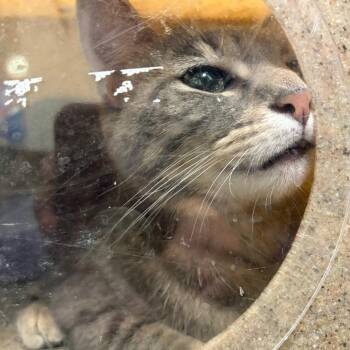 71390 -  Domestic Short Hair Cat for Adoption in Harrisonburg, Virginia - 71390 | PetCurious
