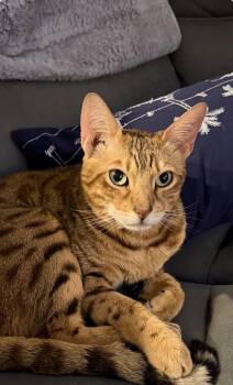 Bengal Cats Available for Adoption - Dexter | PetCurious