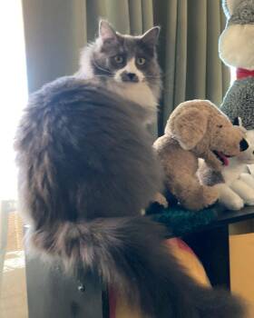 Rescue Domestic Medium Hair Cats for Adoption in Lodi, California - Clarice | PetCurious