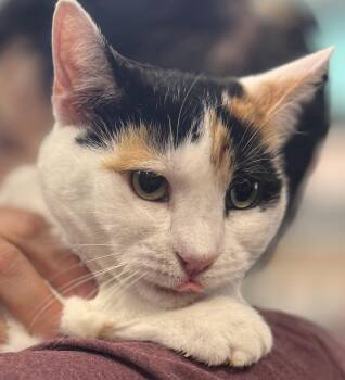 Reese Whiskerspoon -  Domestic Short Hair Cat Available for Adoption - Reese Whiskerspoon | PetCurious
