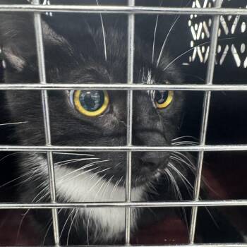 Domestic Short Hair Cats Available for Adoption - Rainbow | PetCurious