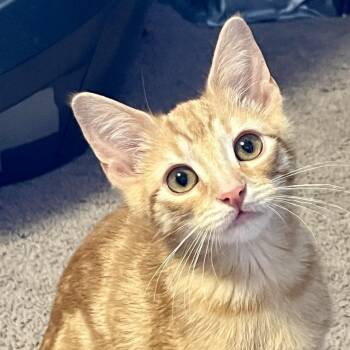 Sunny -  American Shorthair Cat for Adoption in Los Angeles, California - Sunny | PetCurious