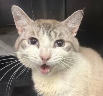 Kit Kat -  Domestic Short Hair Cat for Adoption in New York, New York - Kit Kat | PetCurious