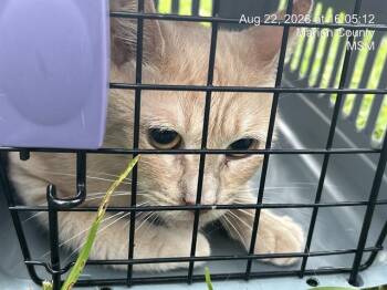 TABITHA -  Domestic Short Hair Cat for Adoption in Ocala, Florida - TABITHA | PetCurious