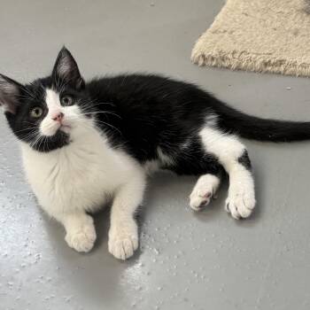 Rescue American Shorthair Cats for Adoption in Big Rapids, Michigan - Austin Powers | PetCurious