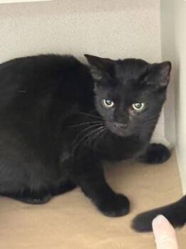 Junji -  Domestic Short Hair Cat for Adoption in Bellevue, Washington - Junji | PetCurious