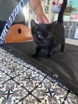 Johnny -  Domestic Short Hair Cat for Adoption in Steamboat Springs, Colorado - Johnny | PetCurious