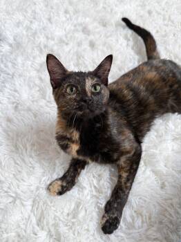 Sassafras -  Domestic Short Hair Cat for Adoption in New Orleans, Louisiana - Sassafras | PetCurious