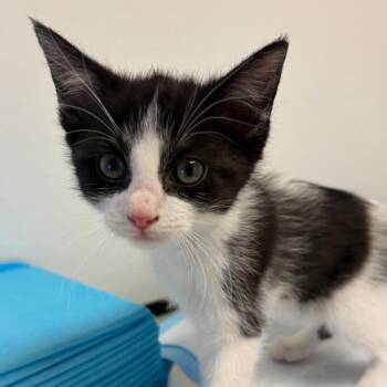 Domestic Short Hair Cats Available for Adoption - Stevie | PetCurious
