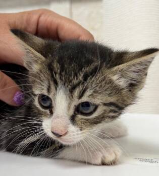 Clairborne -  Domestic Short Hair Cat for Adoption in Pomona, New York - Clairborne | PetCurious