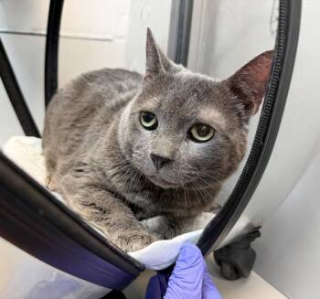 Asha -  Domestic Short Hair Cat for Adoption in New York, New York - Asha | PetCurious