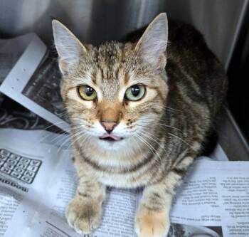 Domestic Short Hair Cats Available for Adoption in Kansas City, Kansas - Tiptoe (AO36395) | PetCurious