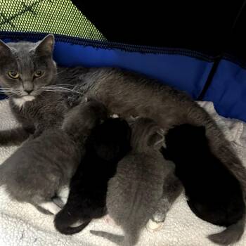 Domestic Short Hair Cats Available for Adoption in San Jacinto, California - Wasabi | PetCurious