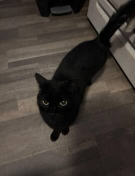 Lady -  Domestic Short Hair Cat for Adoption in Price, Utah - Lady | PetCurious
