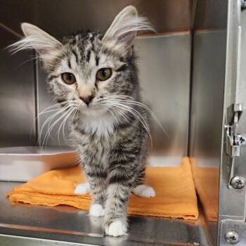 Domestic Medium Hair Cats Available for Adoption in Spokane, Washington - Ranger | PetCurious