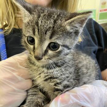 Domestic Short Hair Cats Available for Adoption in Lynchburg, Virginia - John | PetCurious