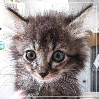 Veronica (Rowdy) -  Domestic Medium Hair Cat for Adoption in Chapel Hill, North Carolina - Veronica (Rowdy) | PetCurious