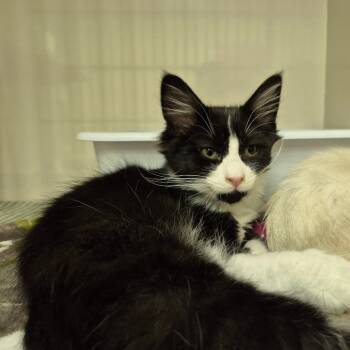 Rescue Domestic Medium Hair Cats for Adoption in Drumheller, Alberta - Carson | PetCurious