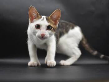 Sage -  Domestic Short Hair Cat for Adoption in Portland, Oregon - Sage | PetCurious
