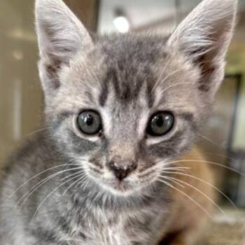 GARVEY -  Domestic Short Hair Cat for Adoption in Fernandina Beach, Florida - GARVEY | PetCurious