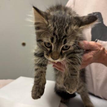 Tartar Sauce -  Domestic Long Hair Cat for Adoption in Taos, New Mexico - Tartar Sauce | PetCurious