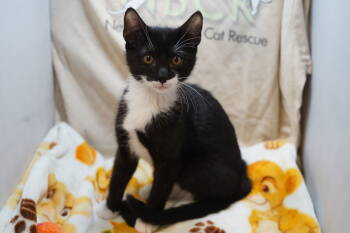 Rescue Tuxedo Cats for Adoption in Garland, Texas - Ezra | PetCurious
