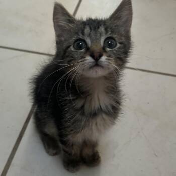 Doublemint -  Domestic Short Hair Cat for Adoption in Springfield, Missouri - Doublemint | PetCurious
