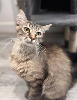 Joan Jett Rocker -  Tabby Cat for Adoption in Chandler, Arizona - Joan Jett Rocker | PetCurious