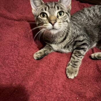 Sweet Pea -  Domestic Short Hair Cat for Adoption in Hammond, Indiana - Sweet Pea | PetCurious