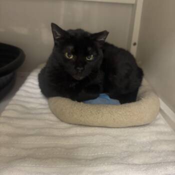 Rescue Domestic Short Hair Cats for Adoption in Lyndhurst, New Jersey - Bella | PetCurious