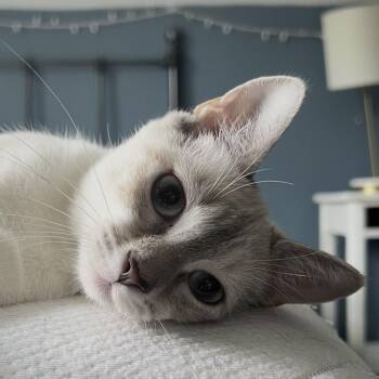 Zuri and Kiara -  Tortoiseshell and American Shorthair Cat for Adoption - Zuri And Kiara | PetCurious