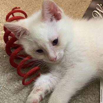 Puff -  American Shorthair Cat for Adoption in Philadelphia, Pennsylvania - Puff | PetCurious