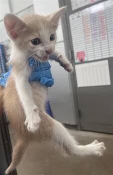 FERRIS -  Domestic Short Hair Cat for Adoption in Dallas, Texas - FERRIS | PetCurious