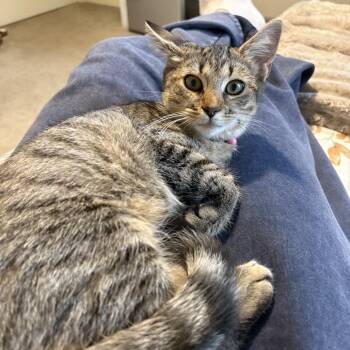 Pumpkin -  Domestic Short Hair Cat for Adoption in Harrisonburg, Virginia - Pumpkin | PetCurious