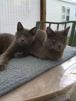 Sam and Dean -  Russian Blue Cat for Adoption in Missoula, Montana - Sam And Dean | PetCurious