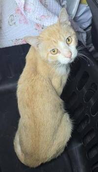 PONZU -  Domestic Short Hair Cat for Adoption in San Antonio, Texas - PONZU | PetCurious