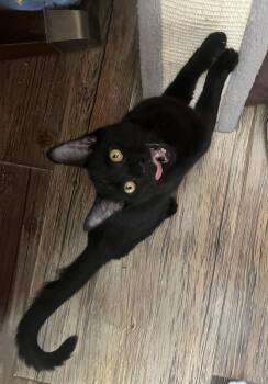 Domestic Short Hair Cats Available for Adoption in Trenton, New Jersey - Quill | PetCurious