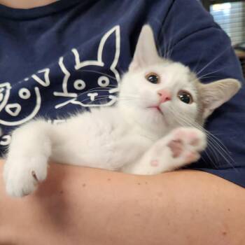 Elephant Goes Toot -  Domestic Medium Hair Cat for Adoption in Walker, Michigan - Elephant Goes Toot | PetCurious