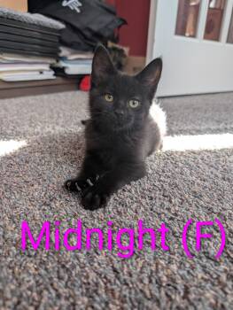 Rescue Domestic Short Hair Cats for Adoption in Wadsworth, Ohio - Midnight | PetCurious