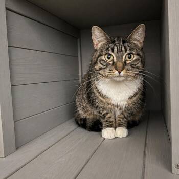 Domestic Short Hair Cats Available for Adoption in Wichita, Kansas - Katara | PetCurious