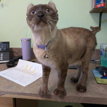 Bootsie -  Domestic Short Hair Cat for Adoption in Toledo, Ohio - Bootsie | PetCurious