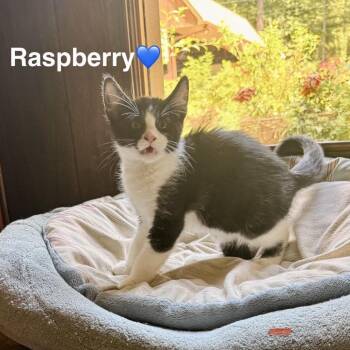 Raspberry -  Domestic Short Hair Cat for Adoption in Peachtree City, Georgia - Raspberry | PetCurious