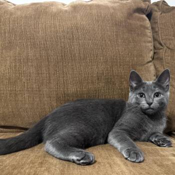 Nimona -  Domestic Short Hair and Russian Blue Cat for Adoption in Mastic, New York - Nimona | PetCurious